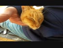私の膝の上からテコでも動きそうにない茶トラ猫が可愛すぎる