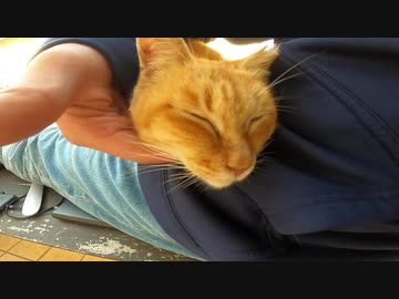 私の膝の上からテコでも動きそうにない茶トラ猫が可愛すぎる