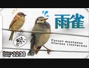 1230【雨でも何か食べるスズメ達】女喧嘩ふいうちヒドリガモ。カワセミ。ムクドリが餌奪われる。カラスがゴミ漁り、種子食べるアオジ。オナガにタヒバリ【 #今日撮り野鳥動画まとめ 】 #身近な生き物語