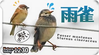 人気の 雨と野鳥 動画 30本 ニコニコ動画