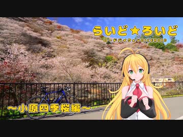 【ロードバイク車載】らいど★ろいど ～小原四季桜編～【VOICEROID車載】