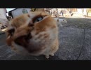 猫島で野良猫を膝の上に乗せて全力で島を楽しんだ！