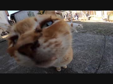猫島で野良猫を膝の上に乗せて全力で島を楽しんだ！