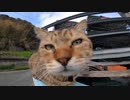 猫島で第一野良猫発見！と思ったらいきなり壮絶な口喧嘩が始まる