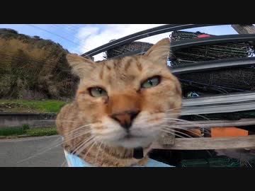 猫島で第一野良猫発見！と思ったらいきなり壮絶な口喧嘩が始まる