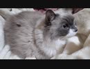 ひよこまんじゅうのふり