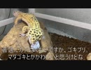 [めっちゃかわいい]タランチュラ飼育日記その４８[キュートなお尻]