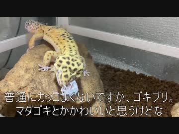 [めっちゃかわいい]タランチュラ飼育日記その４８[キュートなお尻]