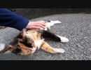 めっちゃ喋りかけてくる三毛猫がいたので近づいてモフモフしてきた