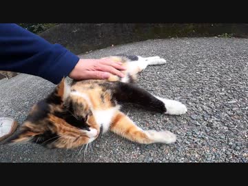 めっちゃ喋りかけてくる三毛猫がいたので近づいてモフモフしてきた