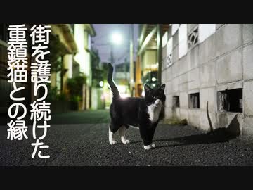 人気の 茶トラ1号 動画 116本 ニコニコ動画
