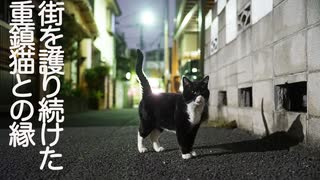 伝説の街の重鎮猫、変わらぬ熱い歓迎っぷりを見せる