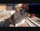 猫島の集落にいたフワフワ長毛猫をナデナデしてきたゾ！