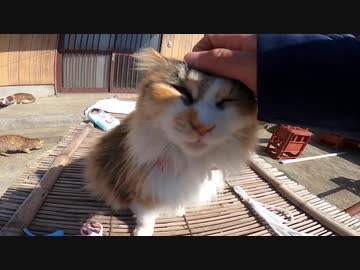 猫島の集落にいたフワフワ長毛猫をナデナデしてきたゾ！