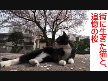 街に生きた猫たち、追憶の桜の風景