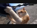 ちょっと気性が荒い野良猫にねこにゃすりを見せたら凄いことに・・・！？