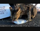 「出産後の食欲がスゴすぎた」生魚を一匹平らげる野良猫の様子