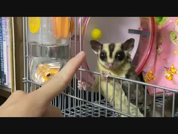 フクロモモンガが仲間になった
