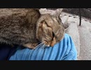 私を待ち伏せしていた？！神社で運命的に出会った野良猫と膝の上で心が通じ合った瞬間