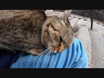私を待ち伏せしていた？！神社で運命的に出会った野良猫と膝の上で心が通じ合った瞬間