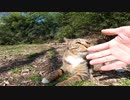 捨て猫なのか？警戒心が強い野良猫が心を開く瞬間！