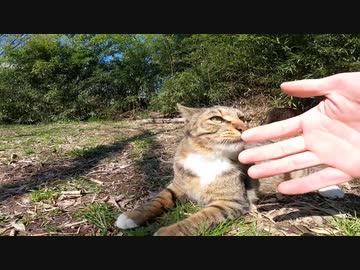 捨て猫なのか？警戒心が強い野良猫が心を開く瞬間！