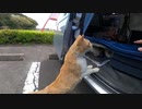 茶トラ猫を車中泊に誘った結果・・・・