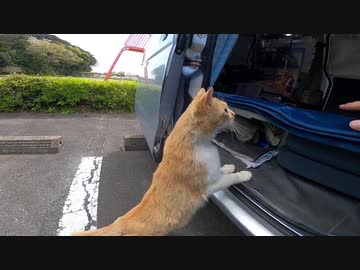 茶トラ猫を車中泊に誘った結果・・・・
