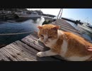 【青島】海を眺めてマッタリしている野良猫と全力で触れ合ってきたゾ【猫島】