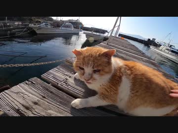 【青島】海を眺めてマッタリしている野良猫と全力で触れ合ってきたゾ【猫島】