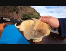 不法投棄されたゴミの中で命の炎を絶やさず生きている猫達