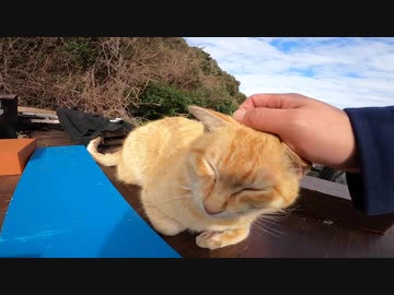不法投棄されたゴミの中で命の炎を絶やさず生きている猫達