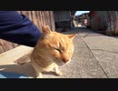 腰をトントンするとベロを出して変顔する野良猫にキュンとした