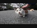 神社で猫集会に潜入して猫様をモフりまくってきたゾ！