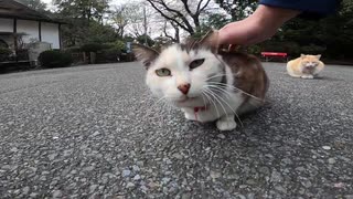 神社で猫集会に潜入して猫様をモフりまくってきたゾ！