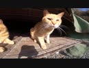 のどかな風景が広がる猫島で野良猫の集団日向ぼっこに遭遇した