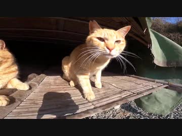 のどかな風景が広がる猫島で野良猫の集団日向ぼっこに遭遇した