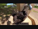 【地域猫】Oh No! Tik Tok - Funny cats【猫動画】