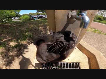 【地域猫】Oh No! Tik Tok - Funny cats【猫動画】