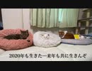 珍妙な猫の縁、これまでもこれからも　Life goes on with my cats 2020
