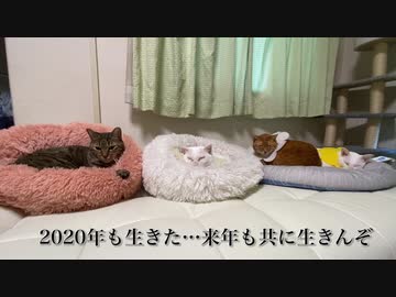 珍妙な猫の縁、これまでもこれからも　Life goes on with my cats 2020