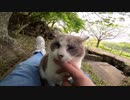 人の気配がない静かな公園で出会った野良猫にフェイスマッサージを試みた！