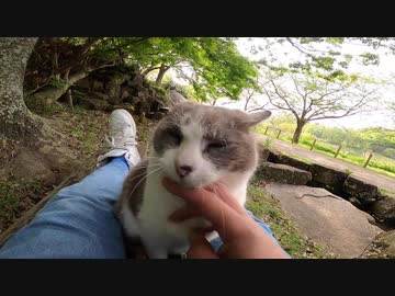 人の気配がない静かな公園で出会った野良猫にフェイスマッサージを試みた！