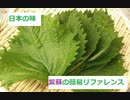 【スパイスを知ろう！】紫蘇を知ろう！【part31】
