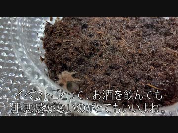 [大晦日万歳]タランチュラ飼育日記その４９[ビール天国イェア]