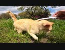 公園を歩いていたらすごい勢いで私を追いかけてくる野良猫に出会った