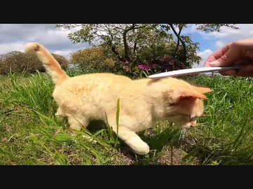公園を歩いていたらすごい勢いで私を追いかけてくる野良猫に出会った
