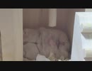 閲覧注意！？ハムスターの◯◯な現場を目撃！！