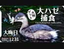 1231【カイツブリ捕食魚丸呑み】小さな猛禽モズ、オナガガモ来た！オカヨシガモ。ゴキブリ寒くて鈍い、悲劇の足怪我コサギに奇形カルガモ、大晦日夕焼け富士山 #今日撮り野鳥動画まとめ  #身近な生き物語