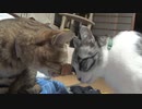 没動画たれながし